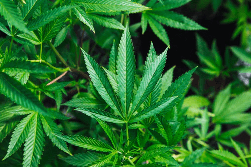 What's the Difference Between Marijuana and CBD? - image MARIJUANA on https://www.drlisaowen.com