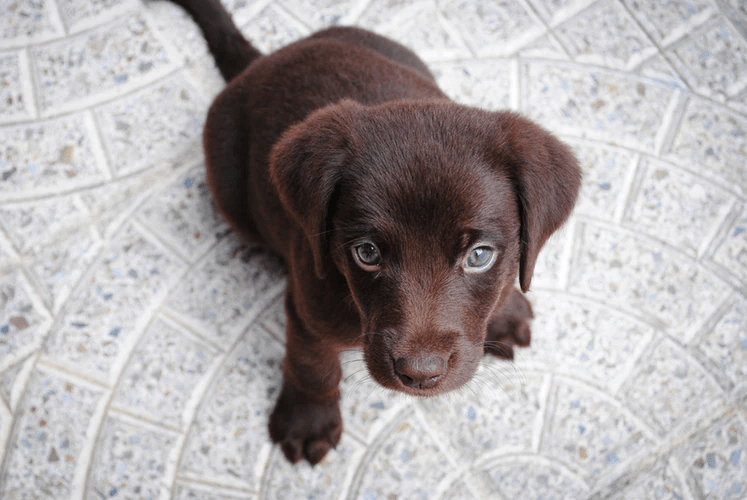 ALLERGIES - image cute-puppy on https://www.drlisaowen.com