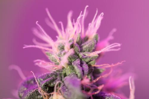 shutterstock_547401391 cbd can help if you are suffering with pain from auto injury in Plantation, Sunrise, or Downtown Miami